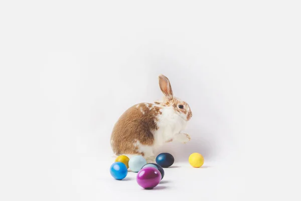 Vista laterale di coniglietto e dipinto in diversi colori uova, concetto di Pasqua — Foto stock