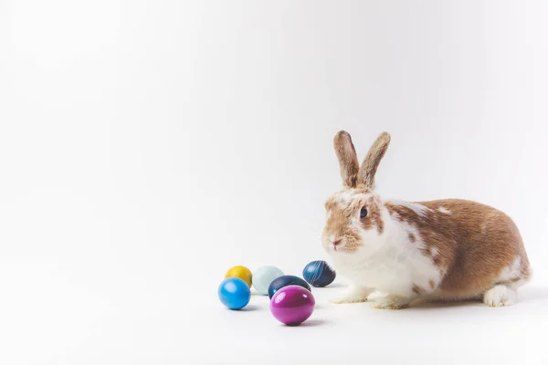 Œufs de Pâques peints en différentes couleurs et lapin, concept de Pâques — Photo de stock