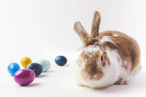 Bunny with painted in different colors eggs, easter concept — Stock Photo