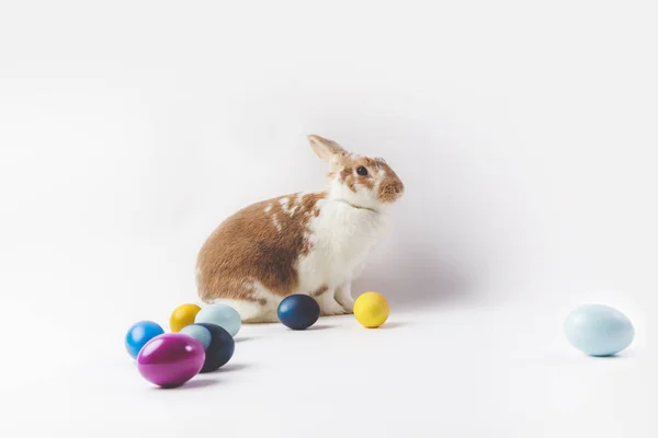 Vista laterale di coniglietto con uova di Pasqua dipinte, concetto di Pasqua — Foto stock