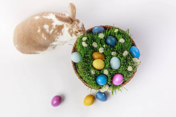 Pascua - foto de stock