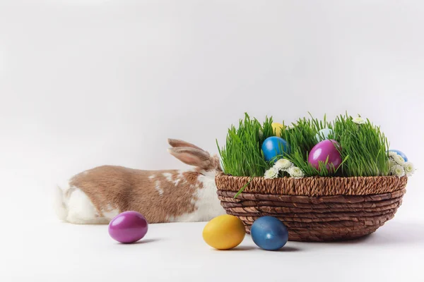 Liegender Hase und Korb mit Gras und bemalten Ostereiern, Osterkonzept — Stockfoto