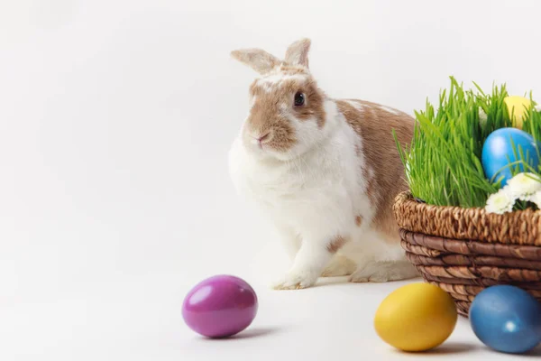 Lapin et panier avec tiges d'herbe et oeufs de Pâques, concept de Pâques — Photo de stock