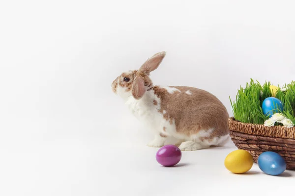 Vista lateral del conejo cerca de la cesta de Pascua con hierba y huevos, concepto de Pascua - foto de stock