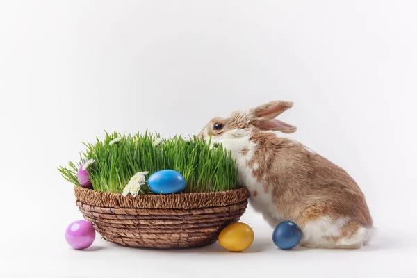 Vista de conejo y cesta de Pascua con hierba y huevos pintados, concepto de Pascua - foto de stock