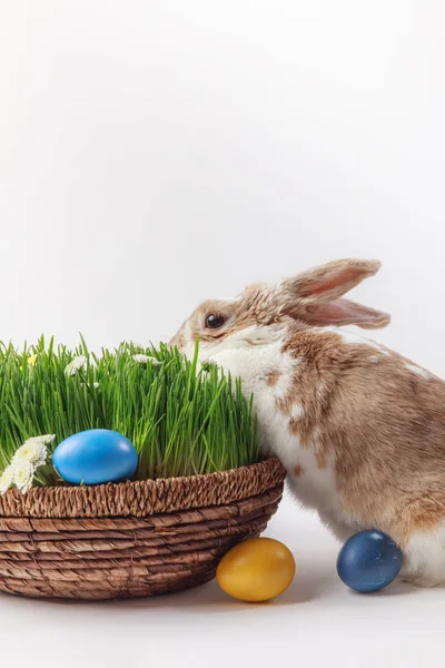 Conejo cerca de la cesta de Pascua con hierba y huevos, concepto de Pascua - foto de stock