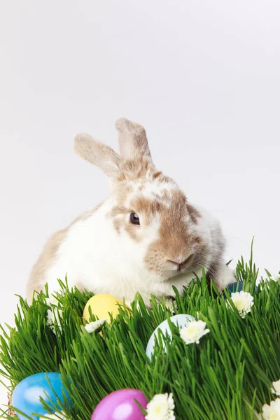 Kaninchen auf Gras mit Kamille und bemalten Eiern, Osterkonzept — Stockfoto
