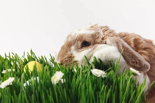 Rabbit and grass stemes with painted eggs, easter concept — Stock Photo