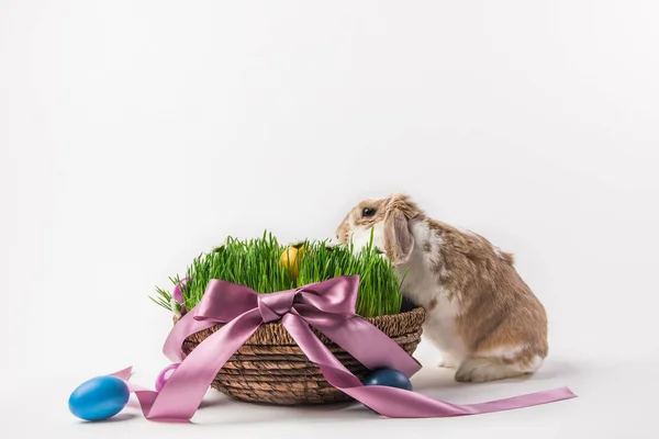 Cesta de Pascua con hierba y huevos atados por cinta y conejo, concepto de Pascua - foto de stock