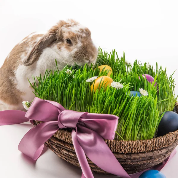 Coniglio vicino cesto con erba e dipinta in diversi colori uova, concetto di Pasqua — Foto stock