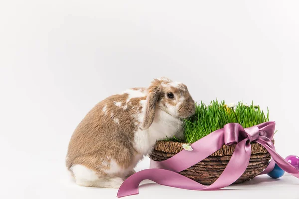 Coniglio vicino cesto con erba legato da nastro rosa, concetto pasquale — Foto stock