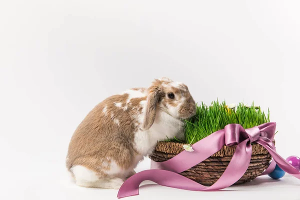 Coelho perto da cesta com grama ligada por fita rosa, conceito de Páscoa — Fotografia de Stock