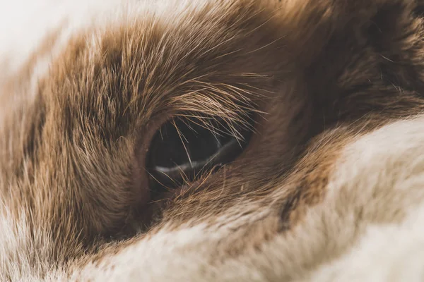 Close up view of brown and white rabbit eye — Stock Photo