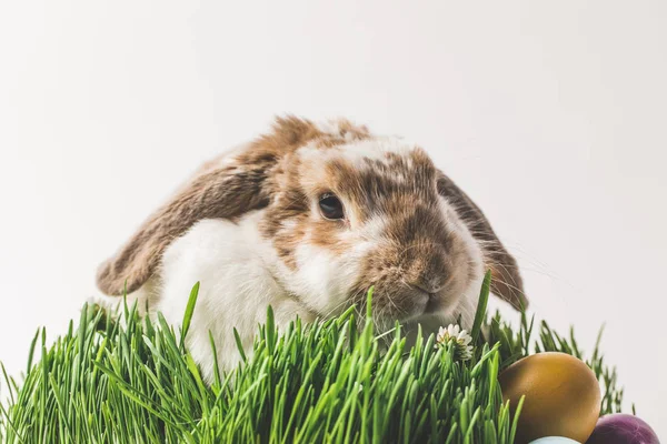 Кролик сидит в траве с окрашенными в разные цвета яйца, пасхальная концепция — стоковое фото