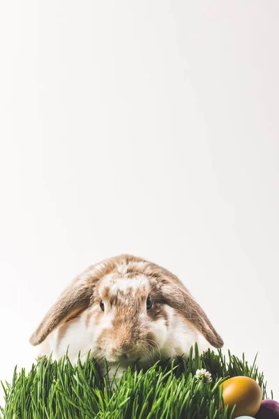 Кролик дивиться на камеру і сидить на траві з яйцями, Великодня концепція — стокове фото
