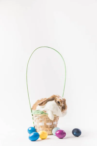 Vista frontal da cesta com coelho e ovos, conceito de Páscoa — Fotografia de Stock