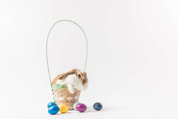 Coelho de Páscoa sentado em cesta com ovos pintados, conceito de Páscoa — Fotografia de Stock