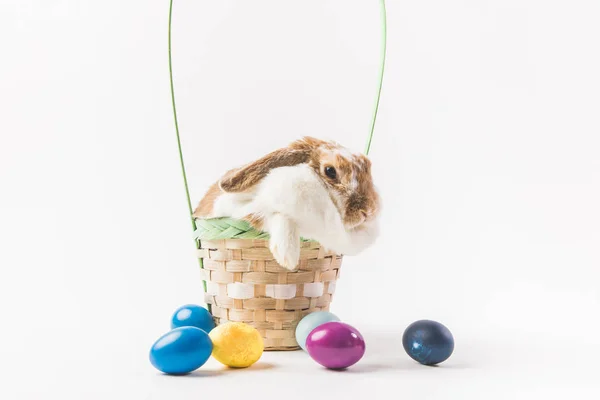 Conejo sentado en la cesta rodeada de huevos pintados, concepto de Pascua - foto de stock