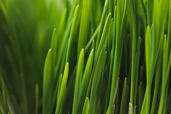 Pieno telaio di steli erba verde — Foto stock