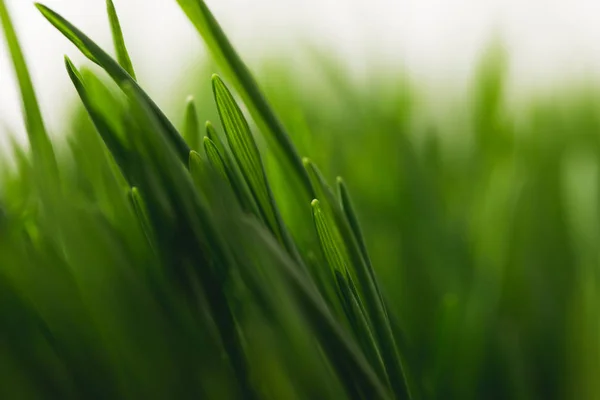 Повна рамка зі стебел зеленої трави — стокове фото