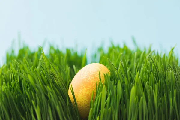 Пасхальне яйце, пофарбоване в жовтий колір, розміщене на траві, Великодня концепція — стокове фото