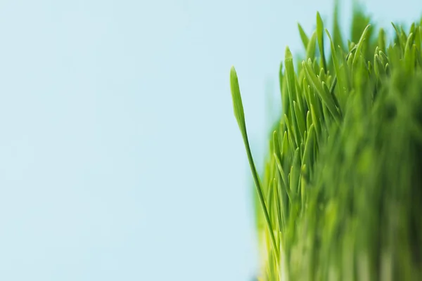 Studioaufnahme von grünen Grashalmen isoliert auf blauem Grund — Stockfoto