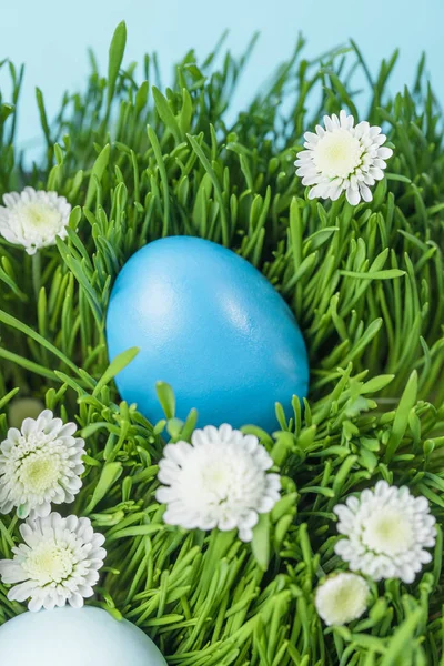 Primer plano de huevo de Pascua pintado colocado en la hierba con manzanillas, concepto de Pascua - foto de stock