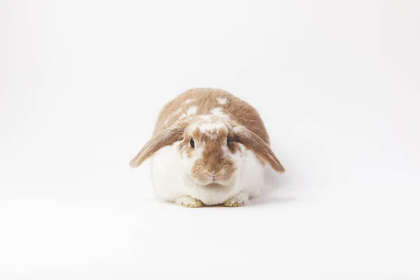 Estúdio tiro de coelho sentado isolado em branco — Fotografia de Stock