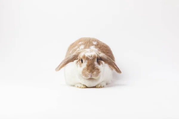Studioaufnahme von sitzendem Kaninchen isoliert auf Weiß — Stockfoto