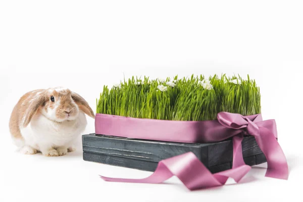 Lapin assis près de l'herbe avec des camomilles liées par un ruban, concept de Pâques — Photo de stock