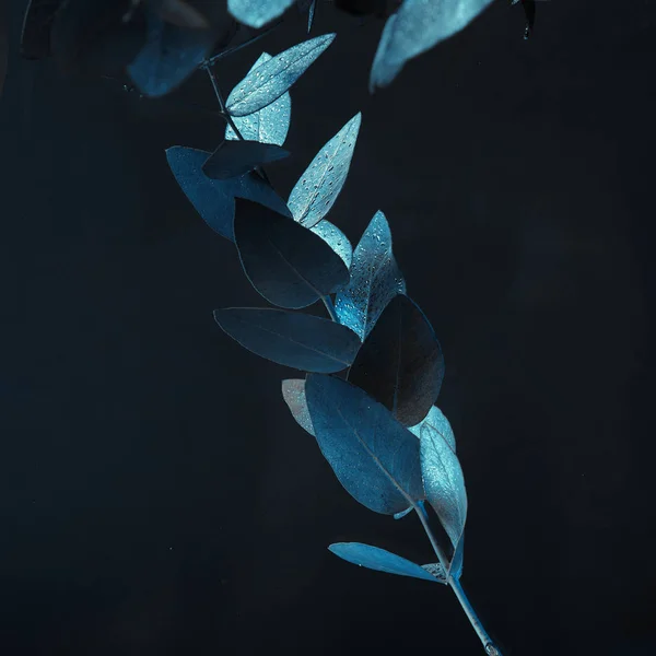 Nahaufnahme einer Eukalyptuspflanze mit grünen Blättern im Wasser — Stockfoto