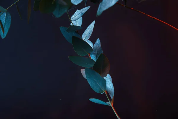 Close up view of eucalyptus plant with green leaves in water — Stock Photo