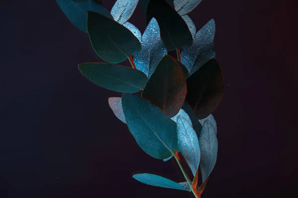 Nahaufnahme einer Eukalyptuspflanze mit grünen Blättern im Wasser — Stockfoto