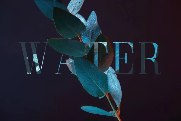 Close up view of eucalyptus plant with green leaves in water with water lettering — Stock Photo