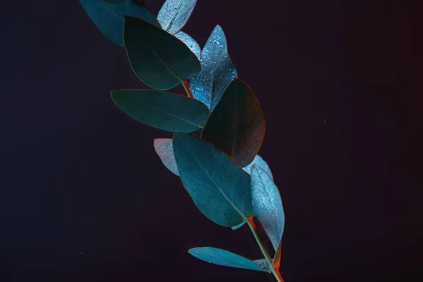 Close up view of eucalyptus plant with green leaves in water — Stock Photo