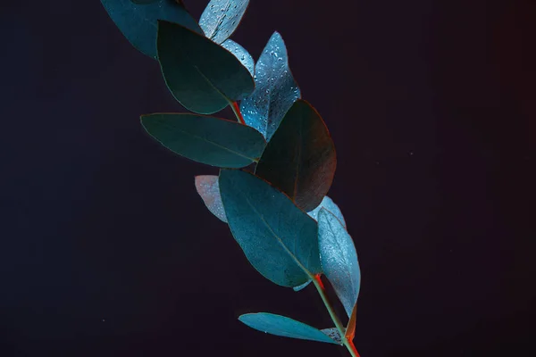 Vue rapprochée de la plante d'eucalyptus avec des feuilles vertes dans l'eau — Photo de stock