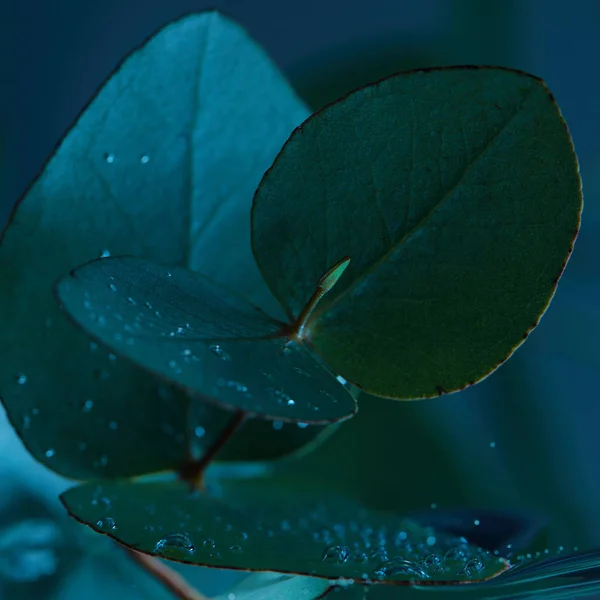 Vista ravvicinata della pianta di eucalipto con foglie verdi in acqua — Foto stock