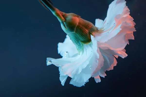 Vue rapprochée de la fleur d'oeillet dans l'eau — Photo de stock