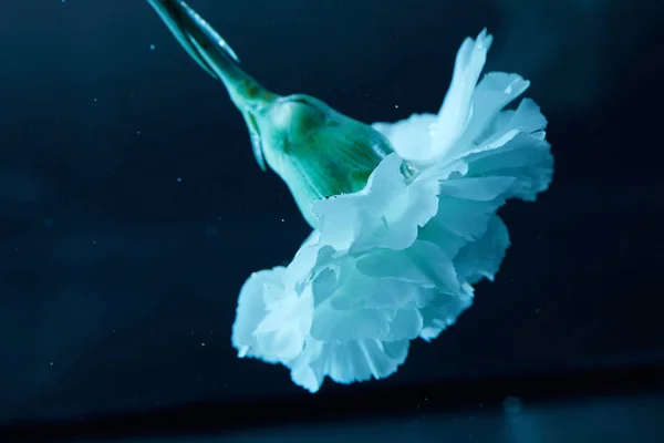 Vista da vicino del bellissimo fiore di garofano in acqua — Foto stock