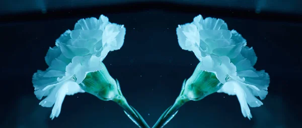 Vue rapprochée de belles fleurs d'oeillet dans l'eau — Photo de stock