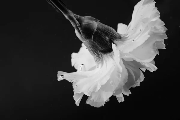 Foto en blanco y negro de flor de clavel en agua - foto de stock