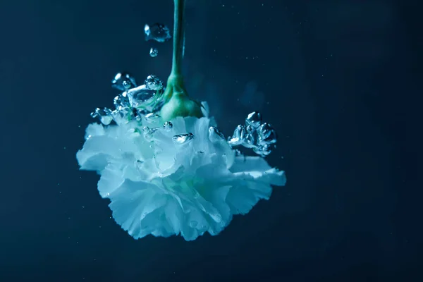 Vista ravvicinata del fiore di garofano con bolle in acqua — Foto stock