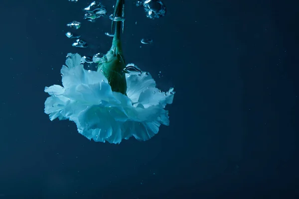 Vue rapprochée de la fleur d'oeillet avec des bulles dans l'eau — Photo de stock