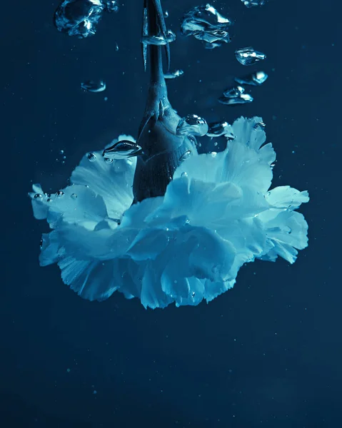 Vue rapprochée de la fleur d'oeillet avec des bulles dans l'eau — Photo de stock