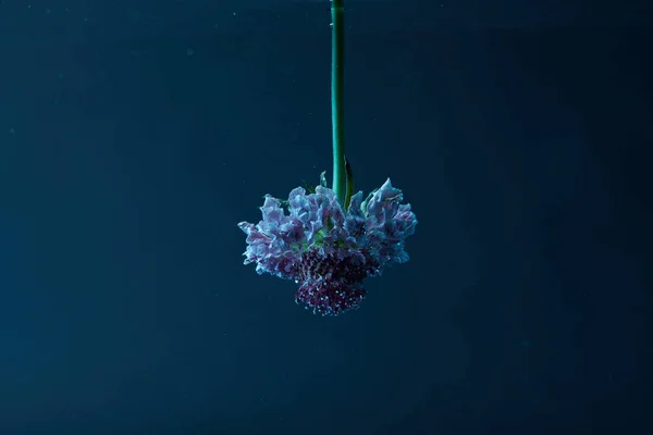 Vue rapprochée de belle fleur dans l'eau fond d'écran — Photo de stock