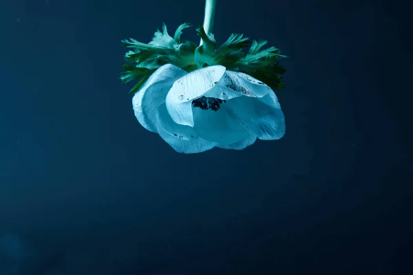 Vista de cerca de la hermosa flor anémona en papel pintado de agua - foto de stock