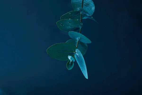 Vue rapprochée de la plante d'eucalyptus avec des feuilles vertes dans l'eau — Photo de stock