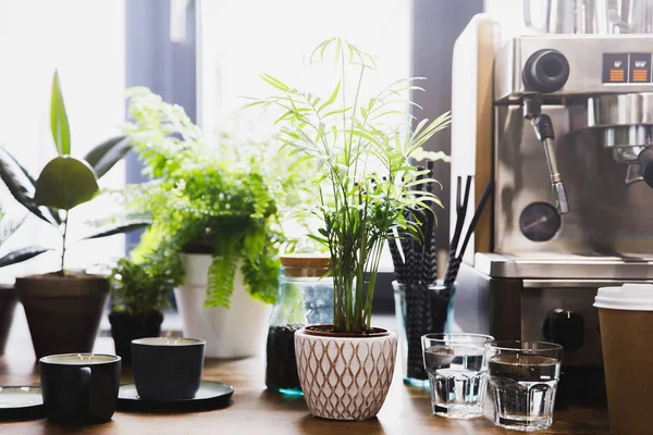 Máquina de café expreso en el interior de la cafetería con tazas y plantas verdes - foto de stock