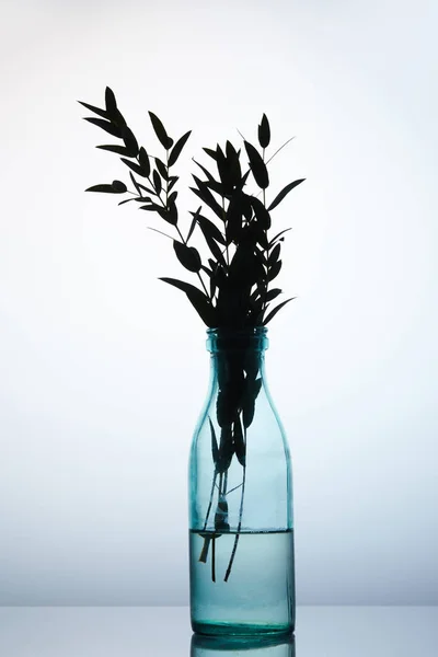 Silhueta de ramos em vaso de vidro na superfície reflexiva — Fotografia de Stock
