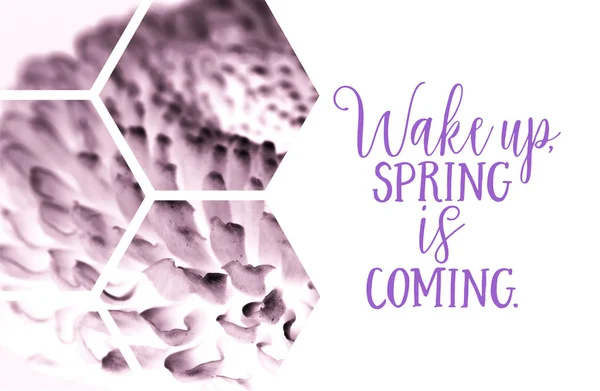 View through transparent hexagons on purple flower with WAKE UP. SPRING IS COMING inscription — Stock Photo